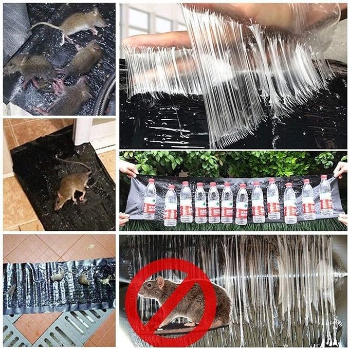 🚫🐭 Stop Rats Before They Enter Your Home!